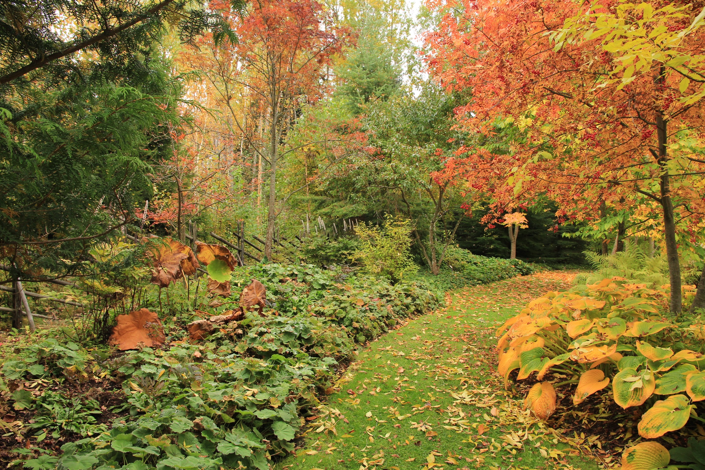Syksyinen arboretum