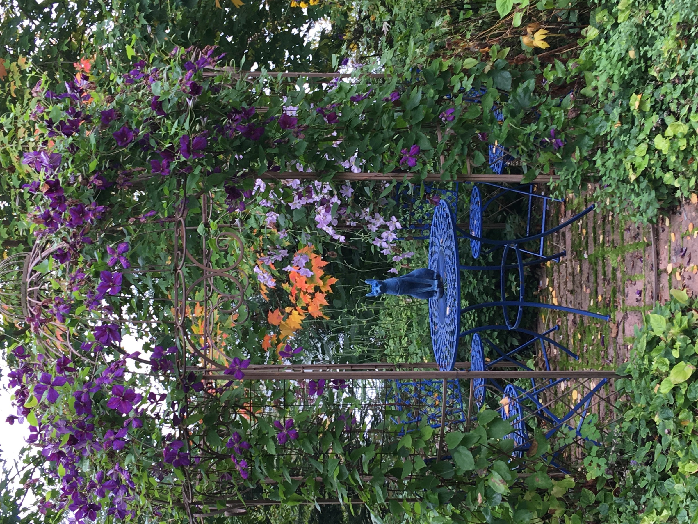 Kukkiva pergola syksyisessä puutarhassa